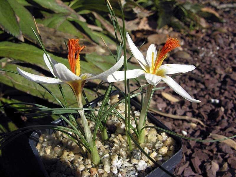 Sadece Türkiye'de yetişen endemik bitki türleri 