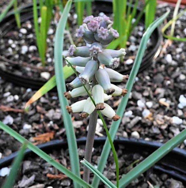 Sadece Türkiye'de yetişen endemik bitki türleri 