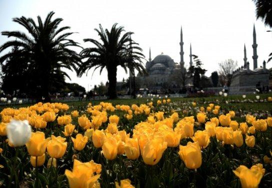 İstanbul'da laleler çiçek açtı