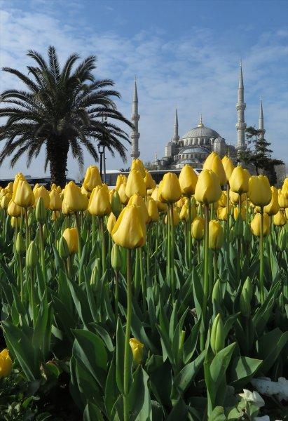 İstanbul'da laleler çiçek açtı