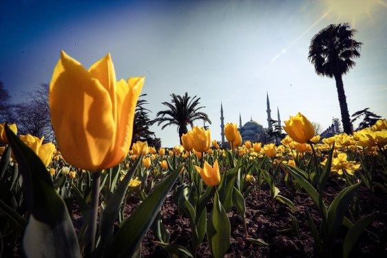 İstanbul'da laleler çiçek açtı
