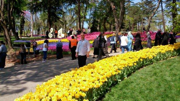 İstanbul'da laleler çiçek açtı