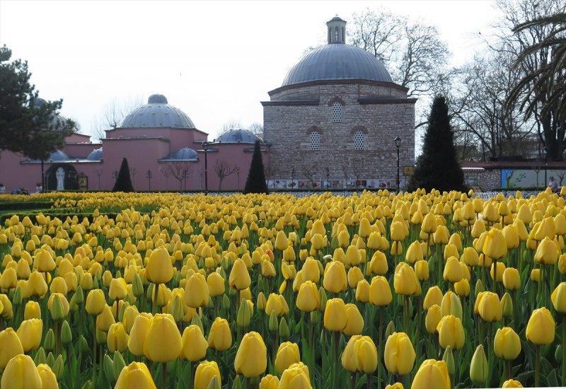 İstanbul'da laleler çiçek açtı