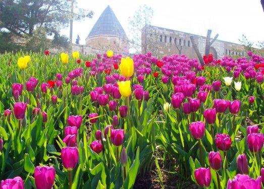 İstanbul'da laleler çiçek açtı
