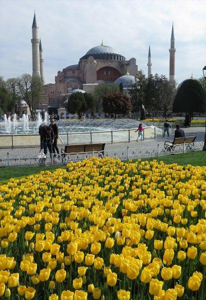 İstanbul'da laleler çiçek açtı