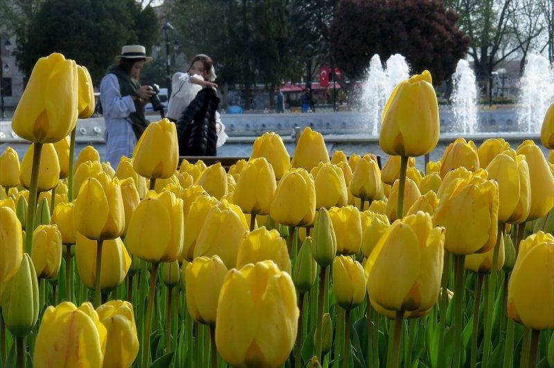 İstanbul'da laleler çiçek açtı