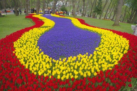 İstanbul'da laleler çiçek açtı