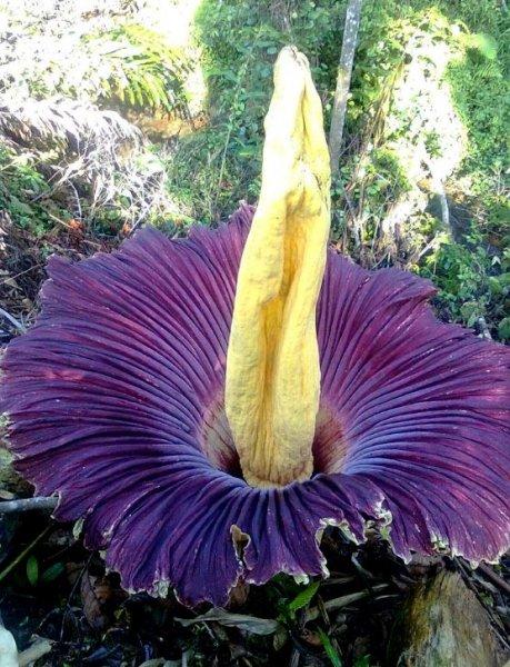 Görüntüsüyle şaşkınlık yaratan 10 bitki 