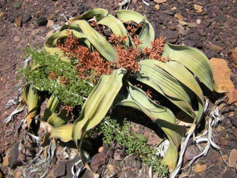 Görüntüsüyle şaşkınlık yaratan 10 bitki 