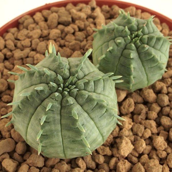 Görüntüsüyle şaşkınlık yaratan 10 bitki 