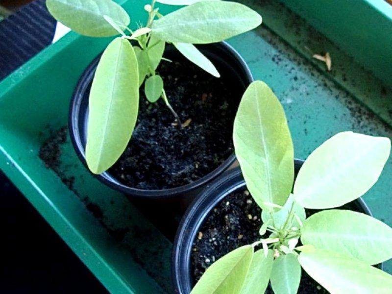 Görüntüsüyle şaşkınlık yaratan 10 bitki 