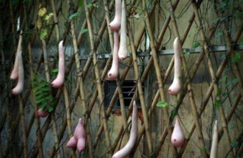 Görüntüsüyle şaşkınlık yaratan 10 bitki 