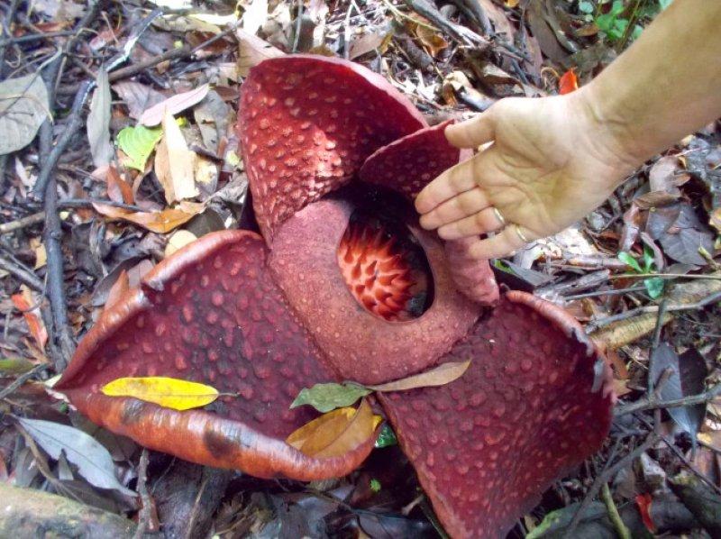 Görüntüsüyle şaşkınlık yaratan 10 bitki 