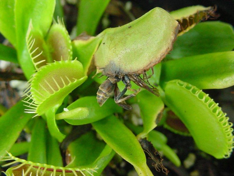 Görüntüsüyle şaşkınlık yaratan 10 bitki 