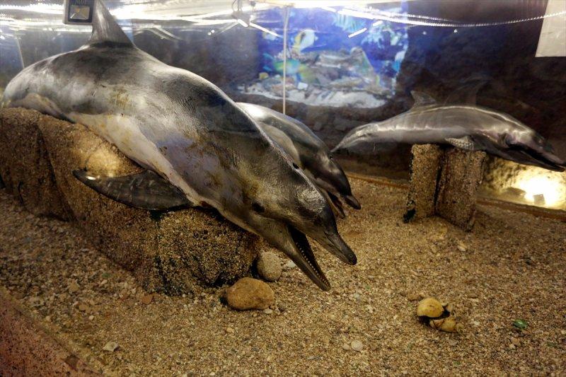 Lübnan'da 35 yıllık emeğin ürünü: Deniz Hayatı Müzesi