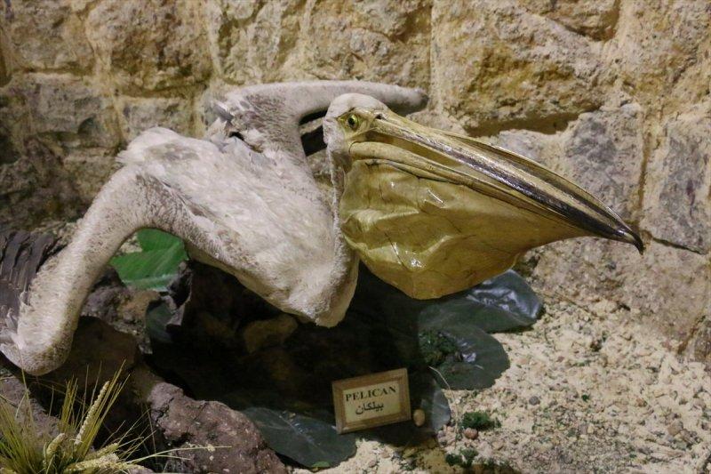 Lübnan'da 35 yıllık emeğin ürünü: Deniz Hayatı Müzesi