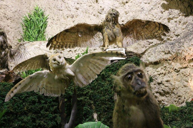 Lübnan'da 35 yıllık emeğin ürünü: Deniz Hayatı Müzesi