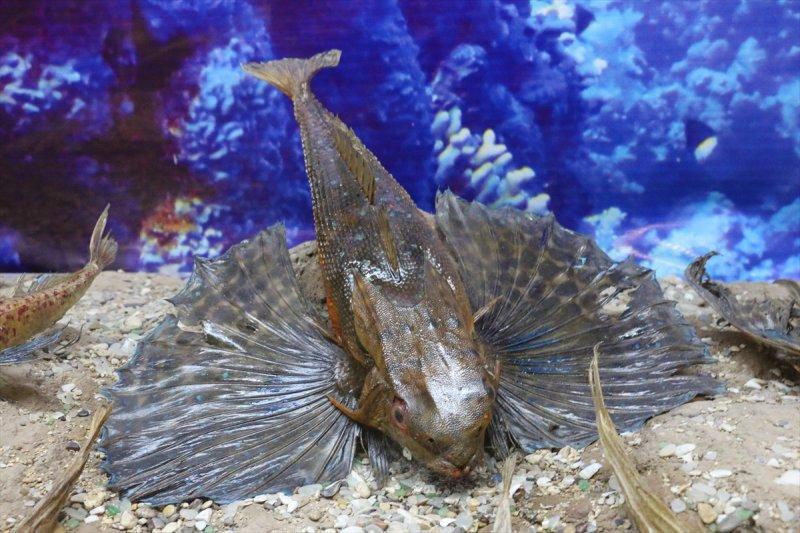 Lübnan'da 35 yıllık emeğin ürünü: Deniz Hayatı Müzesi