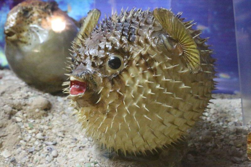 Lübnan'da 35 yıllık emeğin ürünü: Deniz Hayatı Müzesi