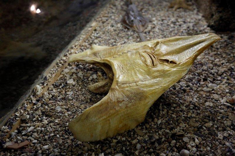 Lübnan'da 35 yıllık emeğin ürünü: Deniz Hayatı Müzesi