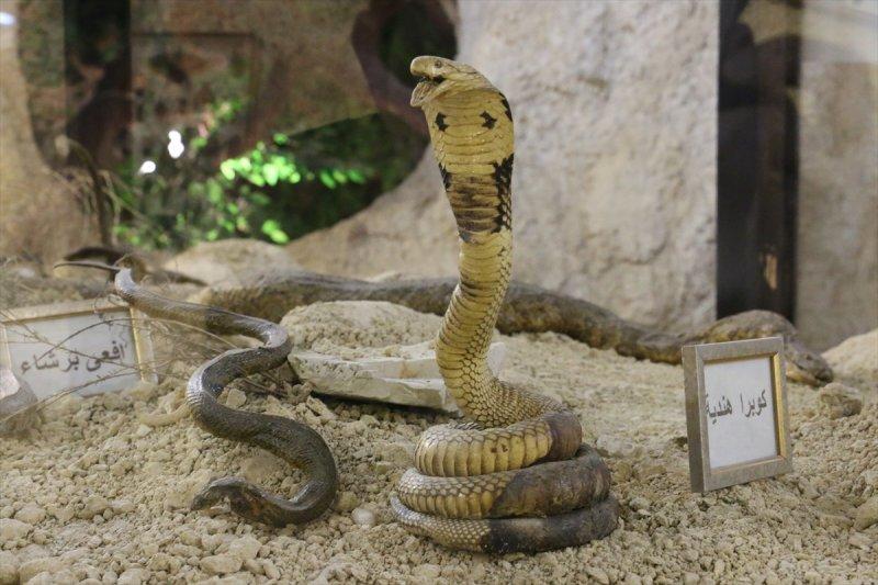 Lübnan'da 35 yıllık emeğin ürünü: Deniz Hayatı Müzesi