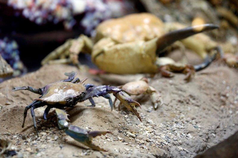 Lübnan'da 35 yıllık emeğin ürünü: Deniz Hayatı Müzesi