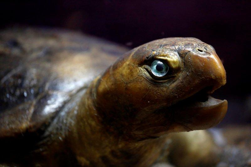 Lübnan'da 35 yıllık emeğin ürünü: Deniz Hayatı Müzesi