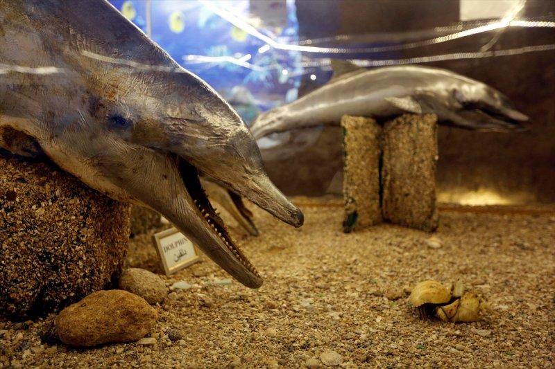 Lübnan'da 35 yıllık emeğin ürünü: Deniz Hayatı Müzesi