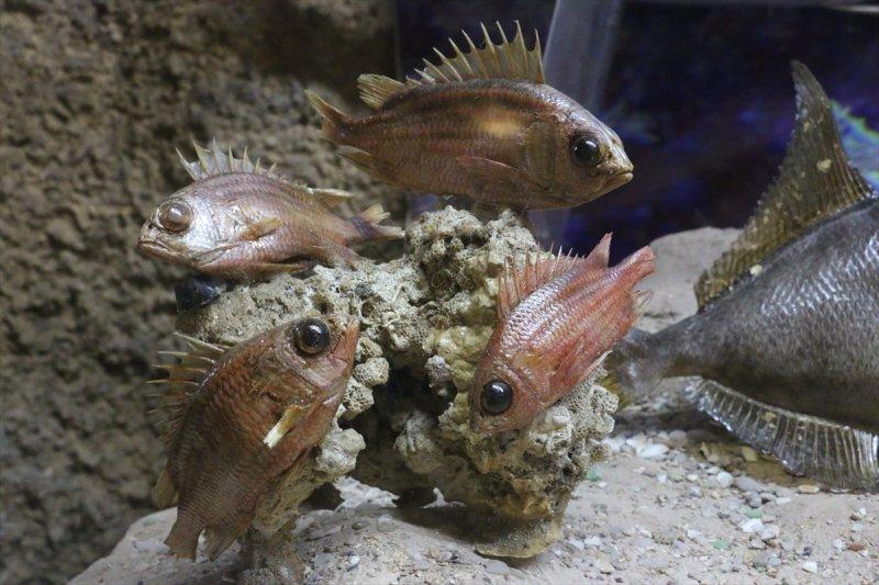 Lübnan'da 35 yıllık emeğin ürünü: Deniz Hayatı Müzesi