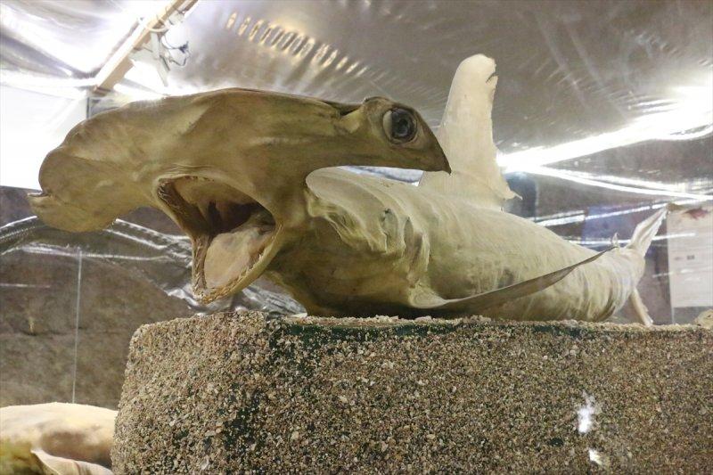 Lübnan'da 35 yıllık emeğin ürünü: Deniz Hayatı Müzesi