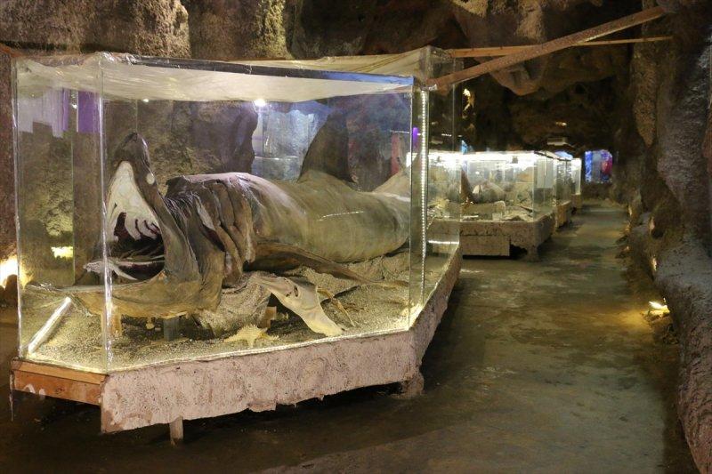 Lübnan'da 35 yıllık emeğin ürünü: Deniz Hayatı Müzesi