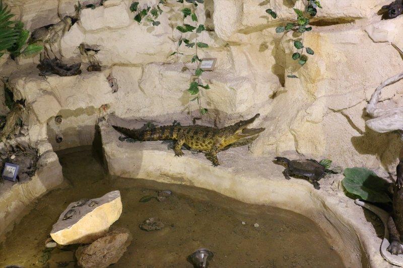 Lübnan'da 35 yıllık emeğin ürünü: Deniz Hayatı Müzesi