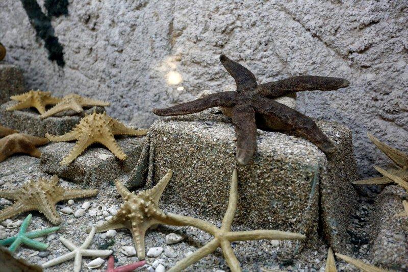 Lübnan'da 35 yıllık emeğin ürünü: Deniz Hayatı Müzesi