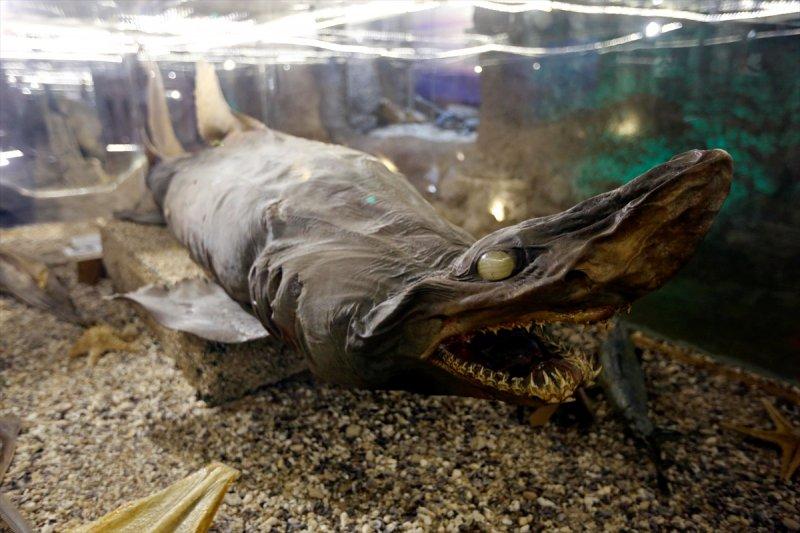 Lübnan'da 35 yıllık emeğin ürünü: Deniz Hayatı Müzesi