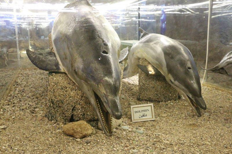 Lübnan'da 35 yıllık emeğin ürünü: Deniz Hayatı Müzesi