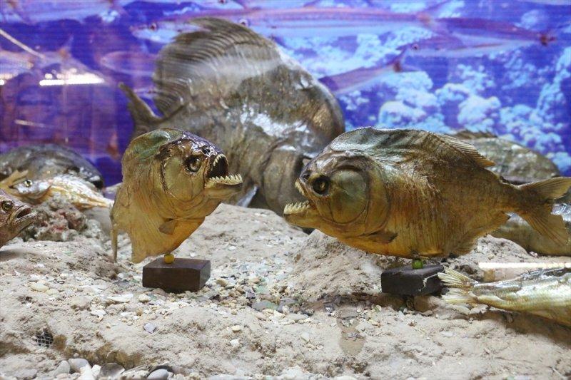 Lübnan'da 35 yıllık emeğin ürünü: Deniz Hayatı Müzesi