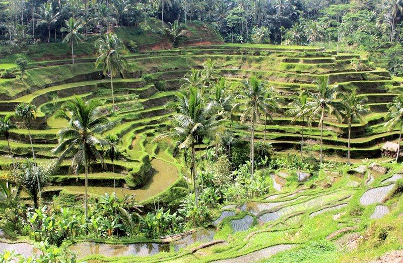 Dünyanın en büyük 16'ıncı ekonomisi Endonezya'da