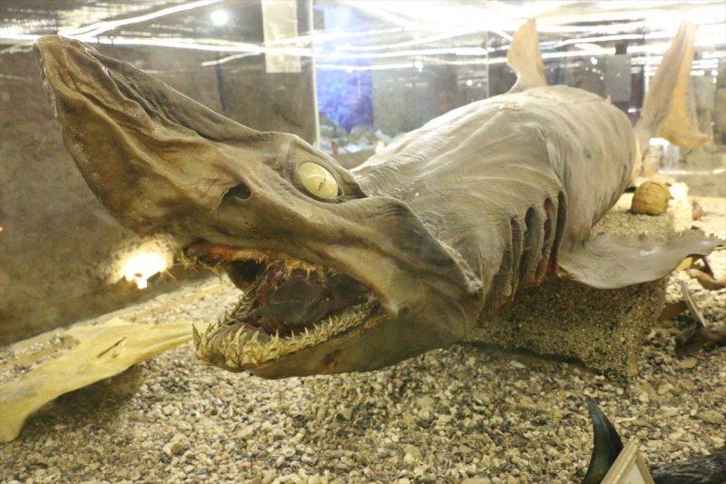 Lübnan'da 35 yıllık emeğin ürünü: Deniz Hayatı Müzesi