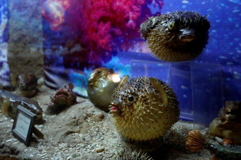 Lübnan'da 35 yıllık emeğin ürünü: Deniz Hayatı Müzesi