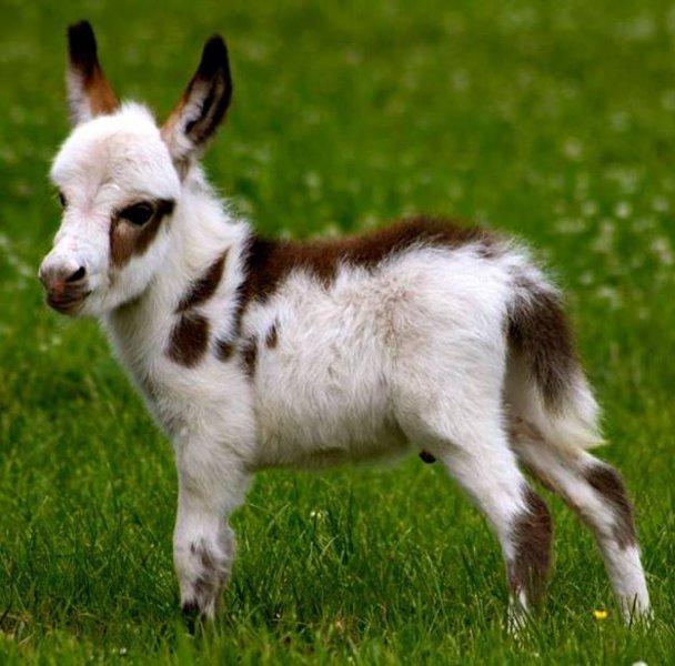 Sevimli eşek sıpaları 