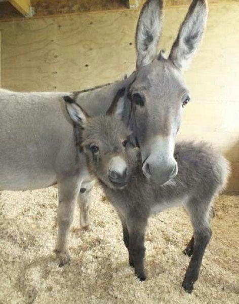 Sevimli eşek sıpaları 