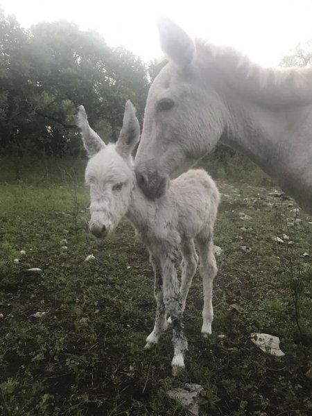 Sevimli eşek sıpaları 