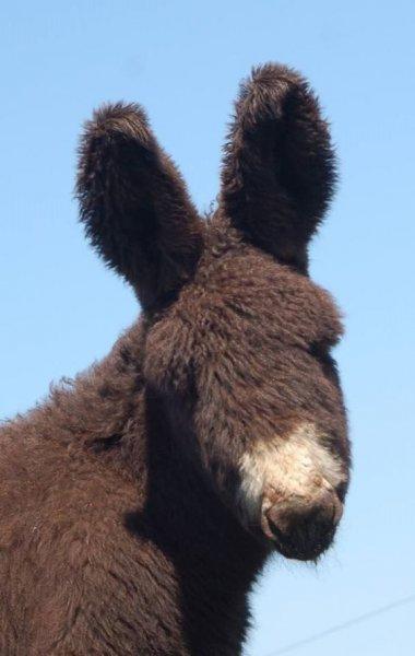 Sevimli eşek sıpaları 