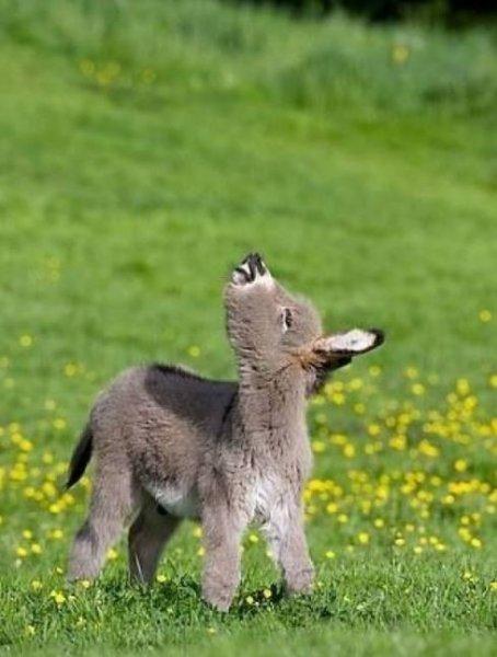 Sevimli eşek sıpaları 