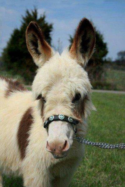 Sevimli eşek sıpaları 