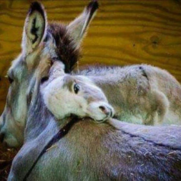 Sevimli eşek sıpaları 