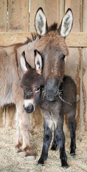 Sevimli eşek sıpaları 