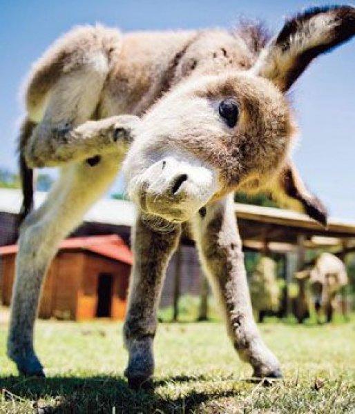 Sevimli eşek sıpaları 