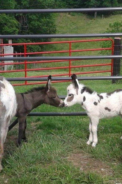 Sevimli eşek sıpaları 