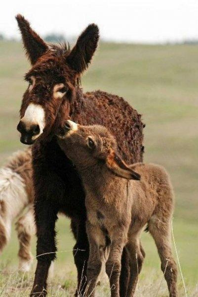 Sevimli eşek sıpaları 